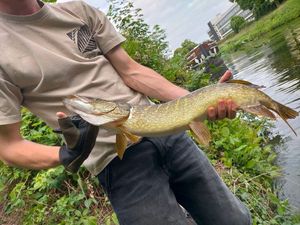 Northern Pike