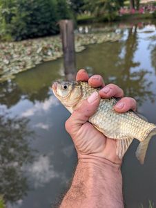 Crucian Carp