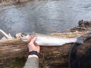 Rainbow Trout
