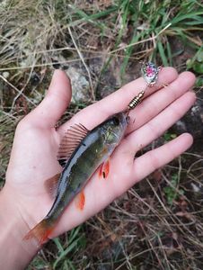 European Perch