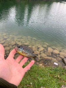 Green Sunfish