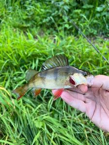 European Perch