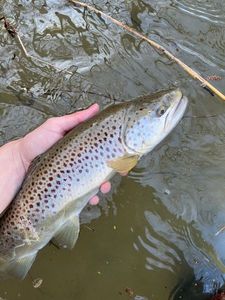 Brown Trout