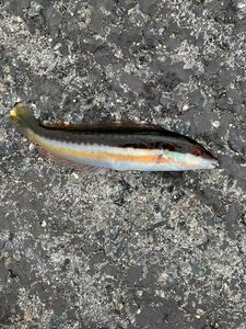 Mediterranean Rainbow Wrasse