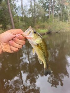 Largemouth Bass