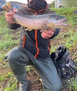 Brown Trout