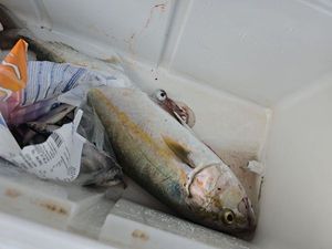 Greater Amberjack