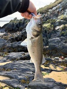European Bass (Seabass)