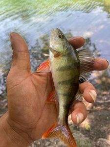 European Perch