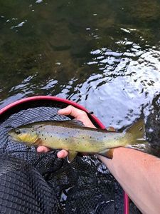 Brown Trout