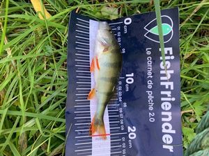 European Perch