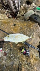 Yellow Jack