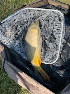 Leather Carp
