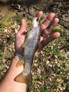 Brown Trout