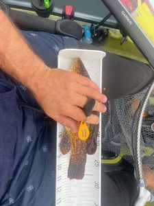 Ballan Wrasse