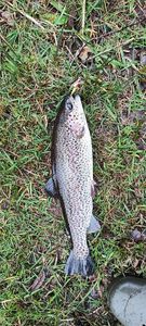 Rainbow Trout