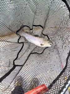 Rainbow Trout