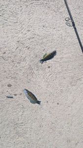 Ornate Wrasse