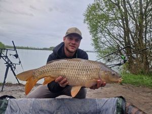 Common Carp