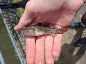 Round Goby