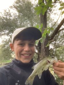 Largemouth Bass