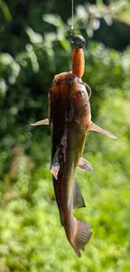Black Bullhead