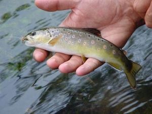 Brown Trout