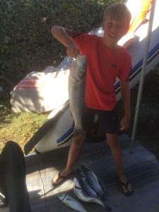 European Bass (Seabass)