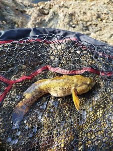 Giant Goby