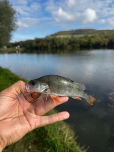 European Perch