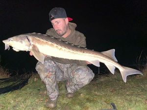 Sturgeon