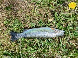 Rainbow Trout