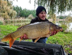 Common Carp