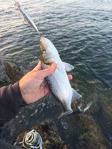 European Bass (Seabass)