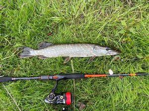 Northern Pike