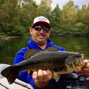 Largemouth Bass