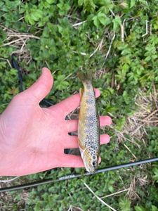 Brown Trout