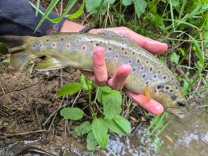 Brown Trout