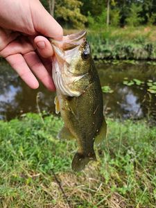 Largemouth Bass