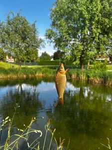 Common Carp