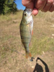 European Perch