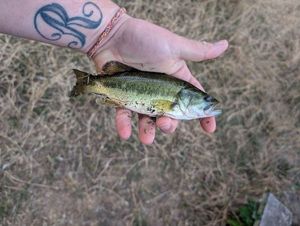 Largemouth Bass