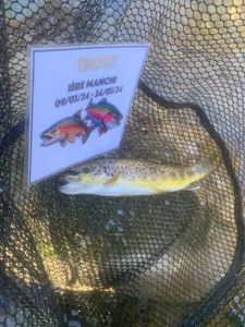 Brown Trout