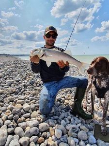 European Bass (Seabass)