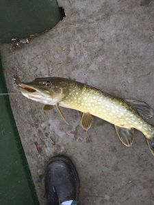 Northern Pike