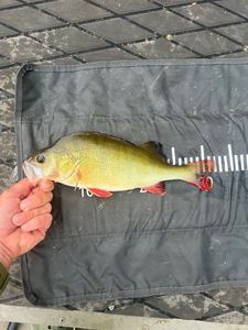 European Perch