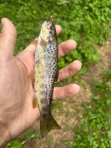 Brown Trout