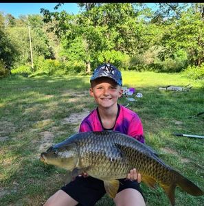 Common Carp