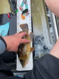 Ballan Wrasse