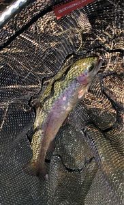 Rainbow Trout